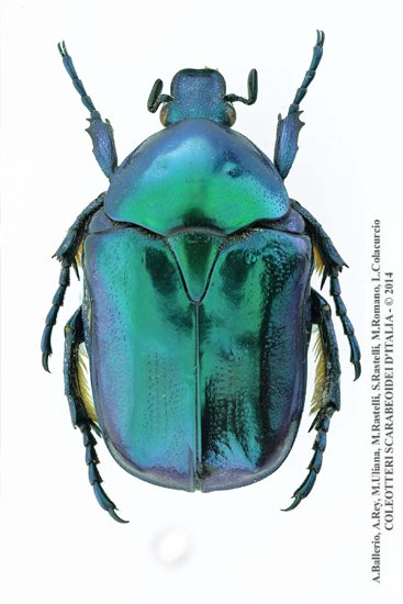 Protaetia  affinis thyrrenica